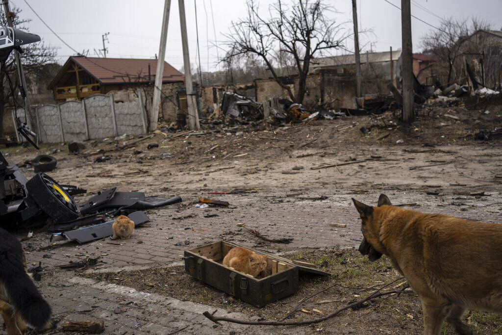 Russia Ukraine War Day In Photos